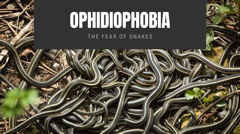 Exploring the Origins of Ophidiophobia: Unraveling the Mystery behind Fear of Snakes