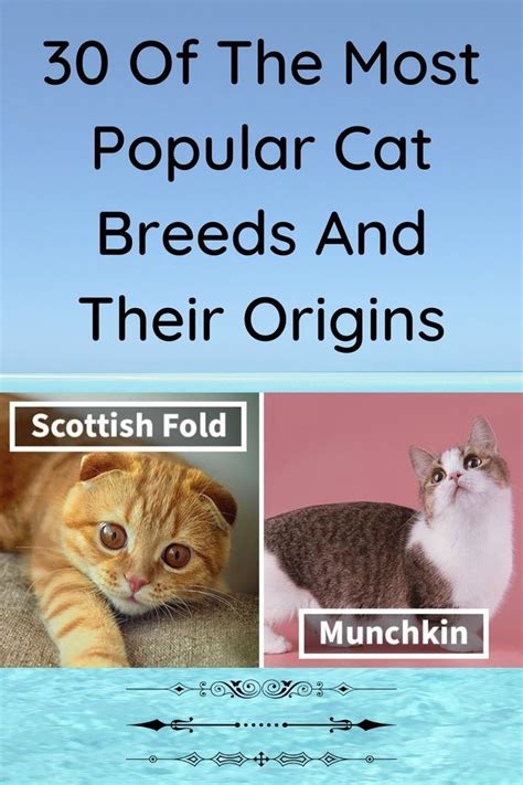 Exploring the Origins of Popular Feline Breeds