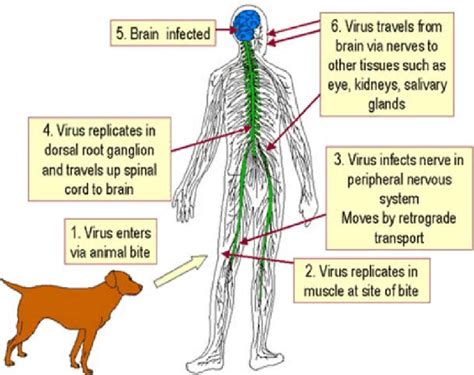 Exploring the Pathophysiology of Rabies Transmission and Infection