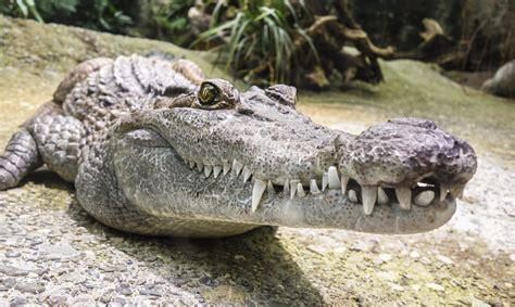 Exploring the Perception of Crocodiles in Diverse Cultures