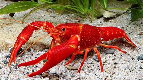 Exploring the Perks of Keeping Crayfish as Pets