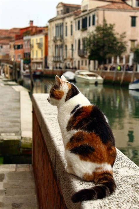 Exploring the Personal Side of the Italian Kitten