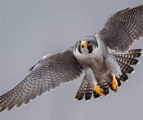 Exploring the Personal and Psychological Significance of the Peregrine Falcon