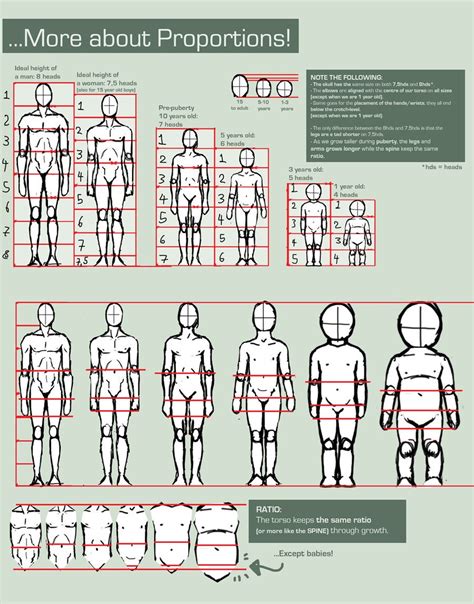 Exploring the Physical Proportions of the Esteemed Individual