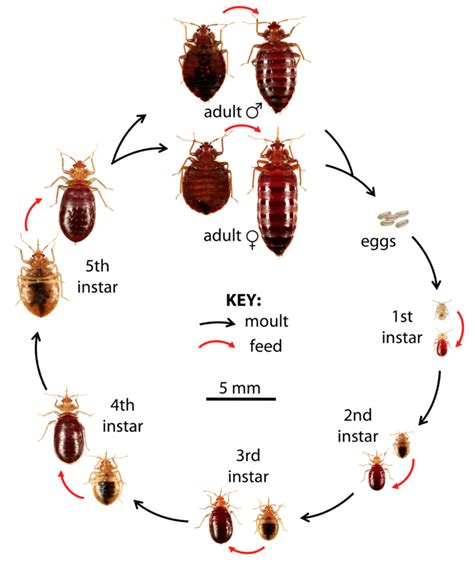 Exploring the Possible Causes Behind Experiencing Bedbug Dreams