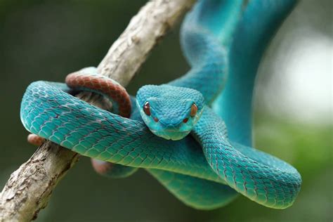 Exploring the Possible Meanings of Different Snake Colors in Dreams