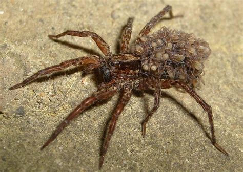 Exploring the Possible Psychological Ramifications of Ingesting Arachnid Offspring