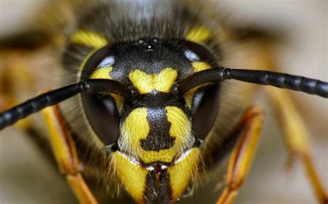 Exploring the Possible Spiritual and Metaphysical Significance of Wasps in Dreams