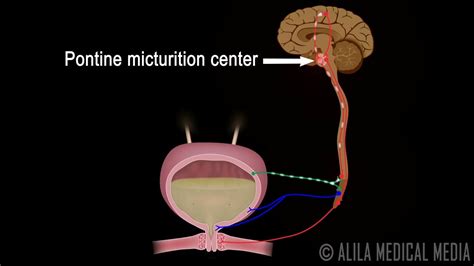 Exploring the Potential Significance Behind the Act of One's Urination on the Surface