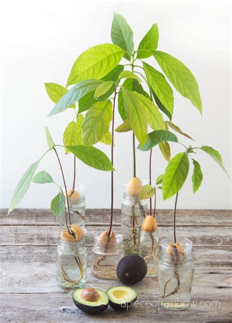 Exploring the Potential of Avocado Pits for Personal Growth and Transformation