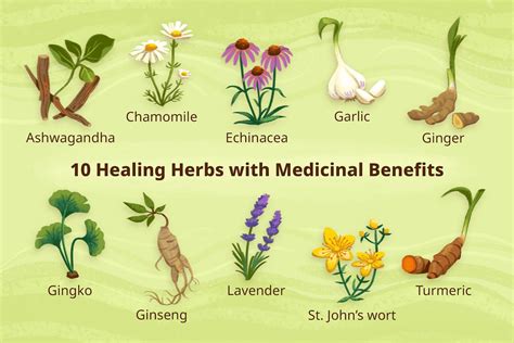 Exploring the Potential of Herbal Medicine