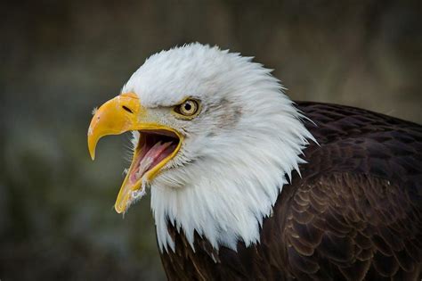 Exploring the Power and Strength Embodied by Eagles in the Realm of Dreams