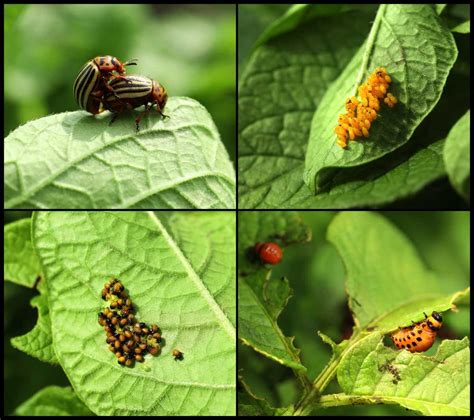 Exploring the Procreation and Life Cycle of the Remarkable Potato Insect