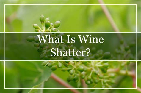 Exploring the Profound Emotional Significance of Shattered Wine