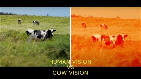 Exploring the Psychological Analysis of ailing Young Cow Vision