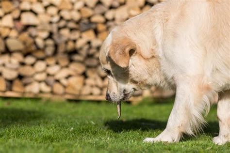 Exploring the Psychological Associations of Canine Regurgitation Fantasies