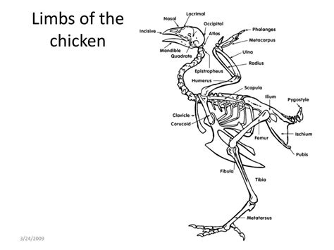 Exploring the Psychological Associations of Savory, Prepared Poultry Limbs