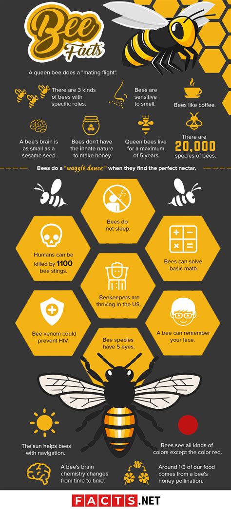 Exploring the Psychological Impact of Fear Associated with Bees