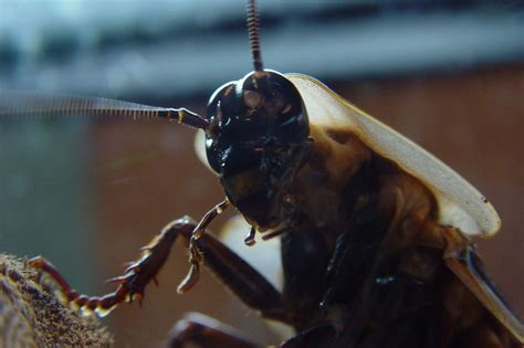 Exploring the Psychological Interpretations of Enormous Roach Dreams