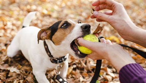 Exploring the Psychological Interpretations of an Ivory Canine Leaping Towards You in a Vision