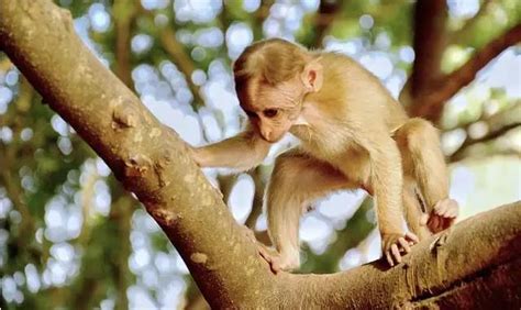 Exploring the Psychological Meaning of Being Bitten by a Primate in Dreams