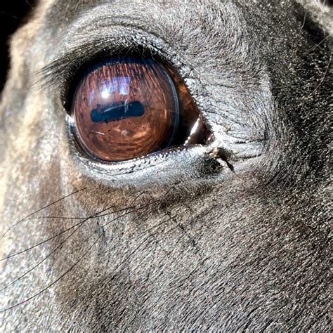 Exploring the Psychological Meaning of a Feral Equine Vision