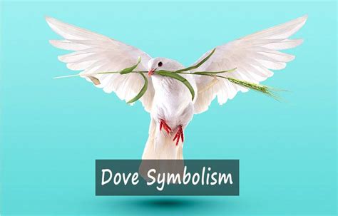 Exploring the Psychological Meanings Behind Dreams Involving the Gentle Symbolic Dove