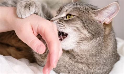 Exploring the Psychological Meanings of Dreaming About Feline Bites