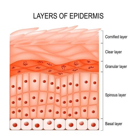 Exploring the Psychological Significance of Deteriorating Epidermal Tissue within Dreamscapes