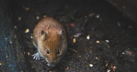 Exploring the Psychological Significance of Dreaming about Mice