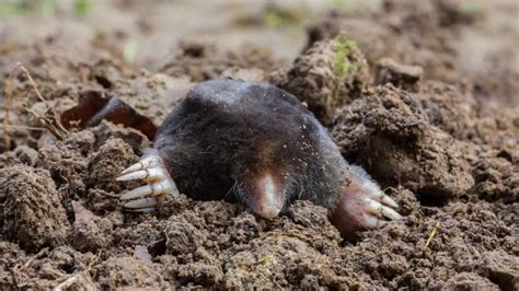 Exploring the Psychological Significance of Envisioning a Snowy Mole