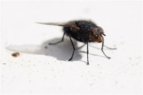 Exploring the Psychological Significance of House Flies