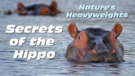 Exploring the Psychological Significance of Imagining a Hippo in Aquatic Environments