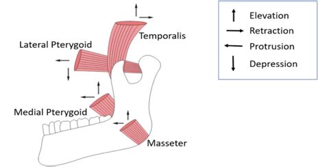 Exploring the Psychological Significance of Masticatory Action