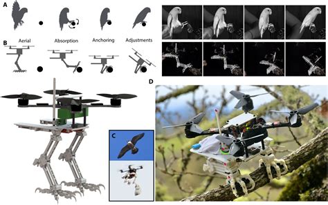 Exploring the Psychological Significance of Perching in Arboreal Environments