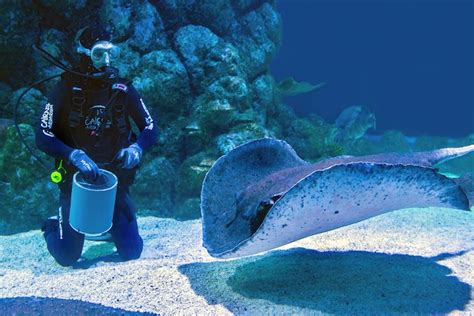 Exploring the Psychological Significance of Stingray Biting Dreams