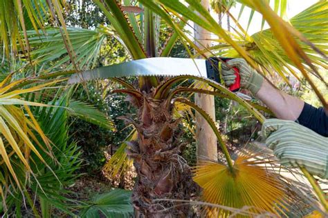 Exploring the Psychological Significance of Trimming Fronds on Palm Trees