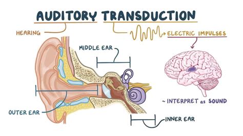 Exploring the Psychological Significance of a Fragmented Auditory Organ in Dreamscapes