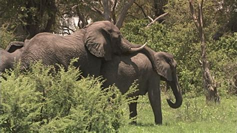 Exploring the Psychological and Emotional Implications behind Dreams of Elephant Mating