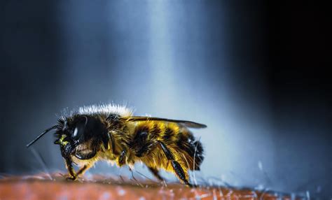 Exploring the Psychological and Emotional Significance of Bumble Bee Sting Dreams