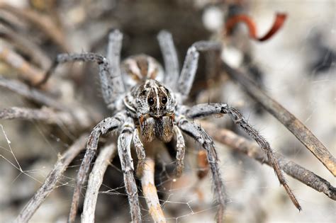 Exploring the Psychology of Arachnophobia