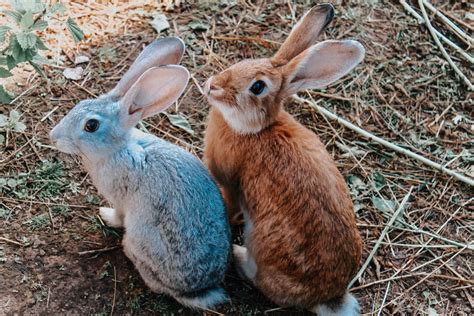 Exploring the Rabbit as a Symbol of Curiosity and Adventure