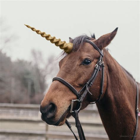 Exploring the Rarity and Ethical Concerns Surrounding Unicorn Horn Collecting