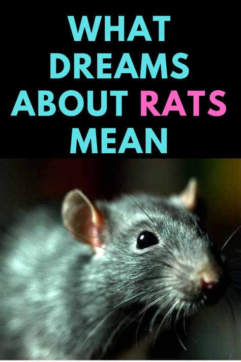 Exploring the Rat as a Dream Symbol