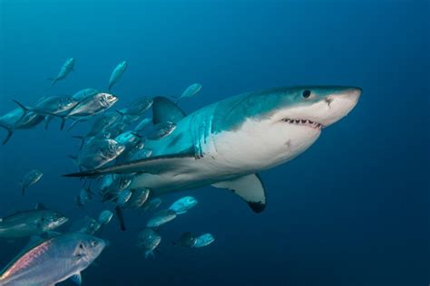 Exploring the Relationship Between Sharks and Power Dynamics in Dreams