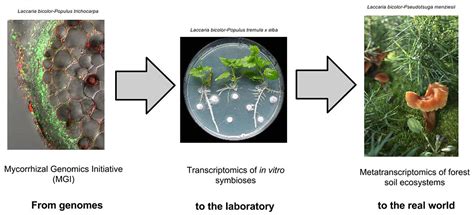 Exploring the Remarkable Capabilities of Mycorrhizal Symbiosis