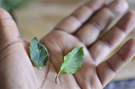 Exploring the Rich History and Origins of Scent Leaf