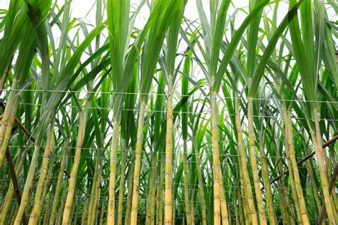 Exploring the Rich Variety of Sugarcane Cultivars