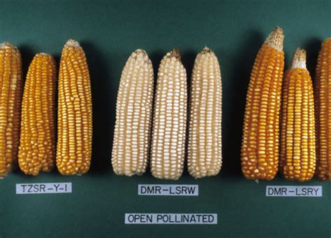 Exploring the Richness of Maize Varieties