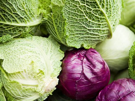 Exploring the Right Cabbage Varieties for Your Flourishing Garden